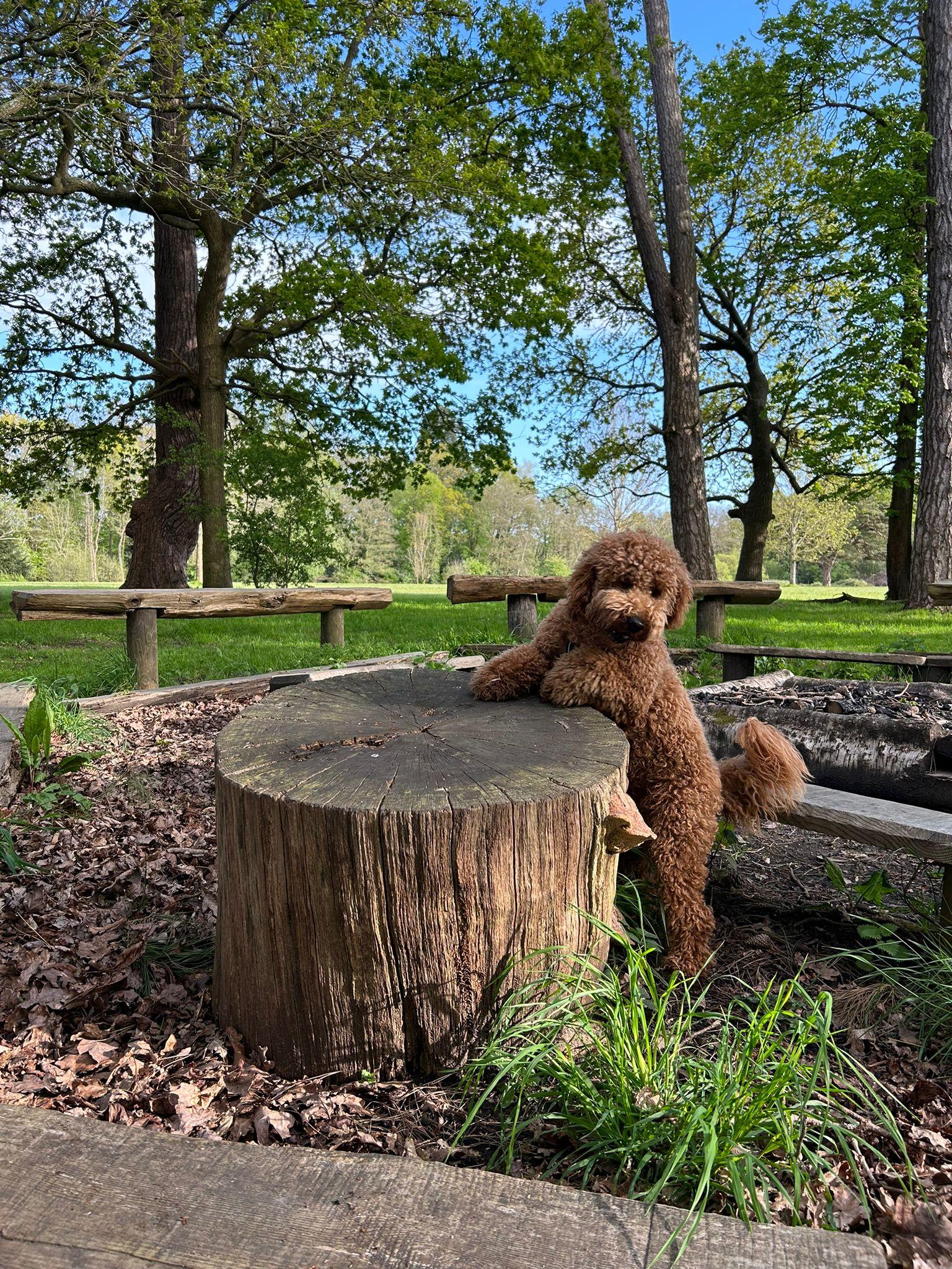 Dog Walks at Fairthorne Manor